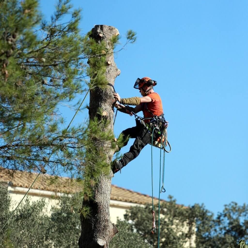 Élagage d'arbres